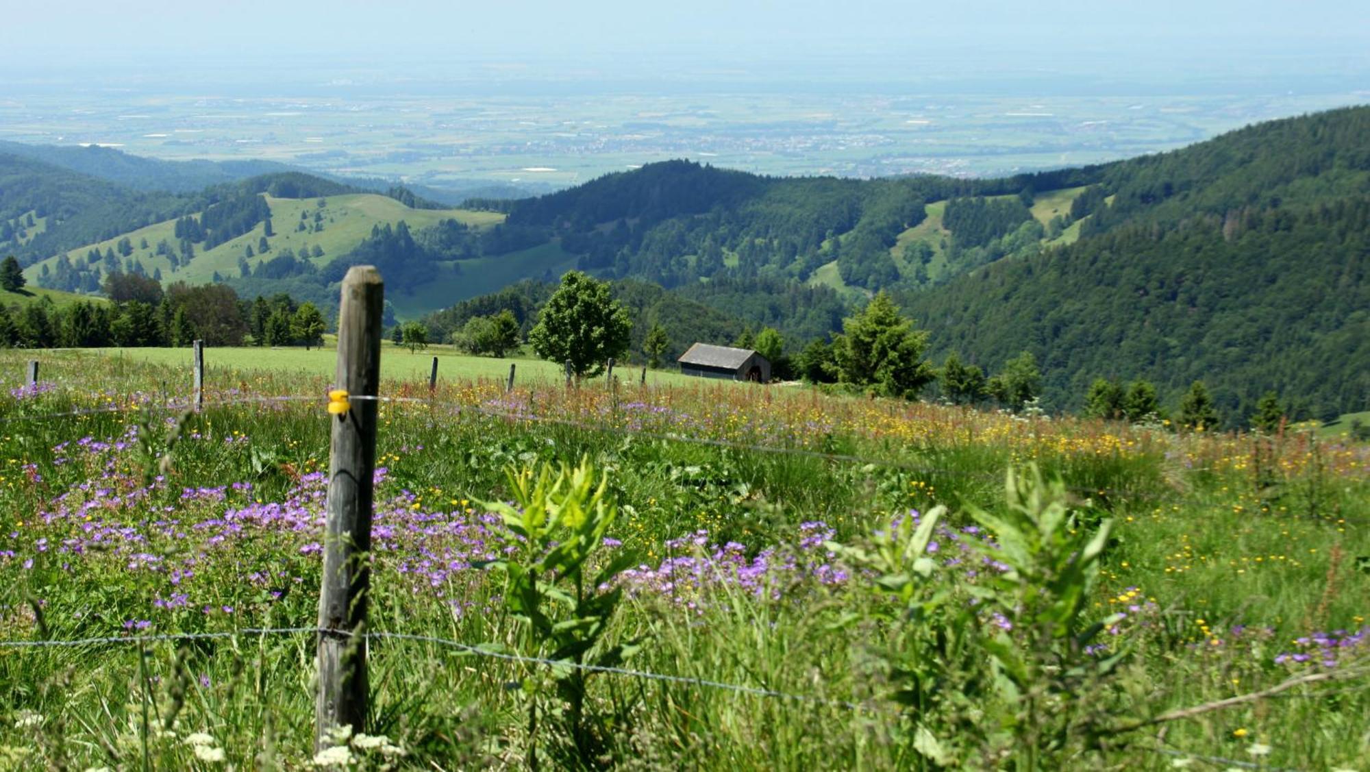 View House, Schauinsland, Black Forest Muenstertal Exterior photo
